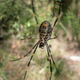 Illustration for article titled Spider Silk Is Even More Incredible Than We Thought